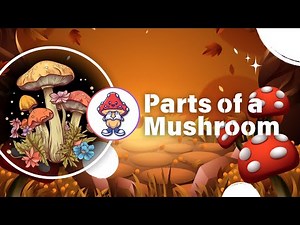 Parts of a Mushroom 🍄