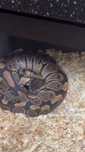 Ball Python Shedding Process Guide for New Owners