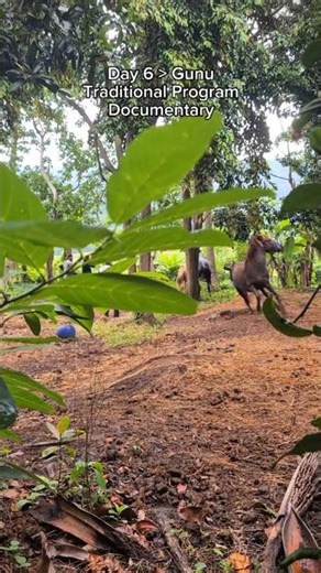 Day six traditional documented program #horse #animals #pets #love