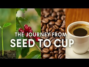 Coffee Production: The Complete Journey from Seed to Cup