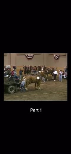 Horse Pulling Competition in Indoor Arena