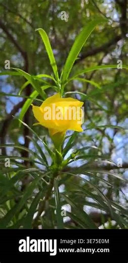 Yellow oleander flowers in the garden. Cascabela thevetia