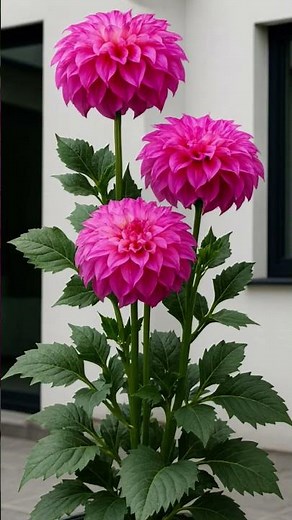 Dahlias are a popular choice for gardens and floral arrangements due to their long-lasting blooms.