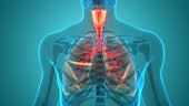 3D Animation Concept of Human Respiratory System Lungs Anatomy