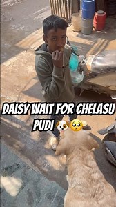 Daisy reaction for pudi 🥺🐶#subscirbe#shorts#viral#reels#video#funny#cute#cricketworldcup#daisy