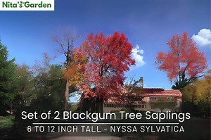 Blackgum Tree Saplings (set of 2): Nyssa Sylvatica, Red Fall Foliage - Etsy