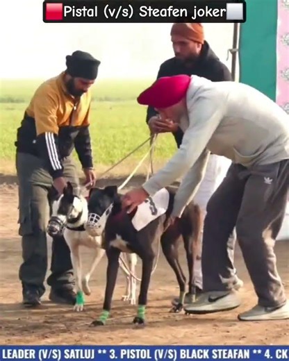 Best Race|Ind (v/s) Imp|Pistal wins|#doglove #greyhoundtrackracing #shortsfeed #shorts #viralshorts