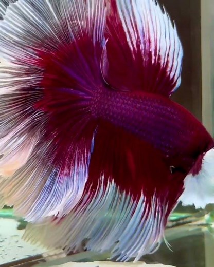 Breeding Betta Fish – Watch the Magic! 🫧🐠 #fish #bettafish #breedingbettafish #fishkeepinghobby