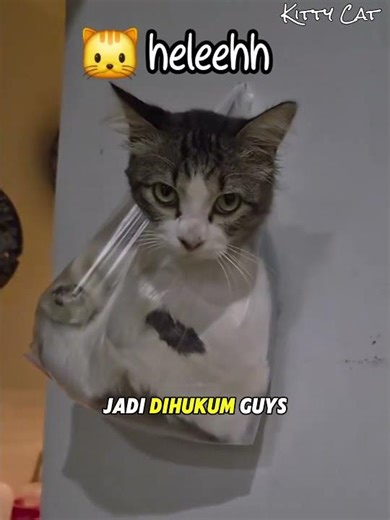 Suka Mencuri Pindang kucing Ini Dihukum Bapaknya 🐱 #kucing #kucinglucu #kucingoyen