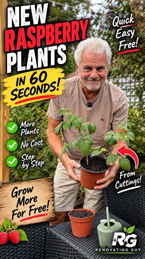 FREE Raspberry Plants in Under 60 Seconds! 🌱