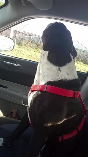 11 reactions · 4 comments | He's 12 in October 懶懶 | Kelly Kelley | Facebook