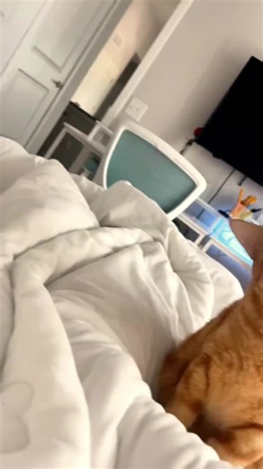 Fun Cat Café Moments and Playful Feline Antics