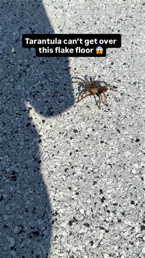 Even the tarantula is admiring the floor. Check out this polyaspartic topcoat application. - - #topcoat #epoxy #polyaspartic #asmr | Ilan Katz