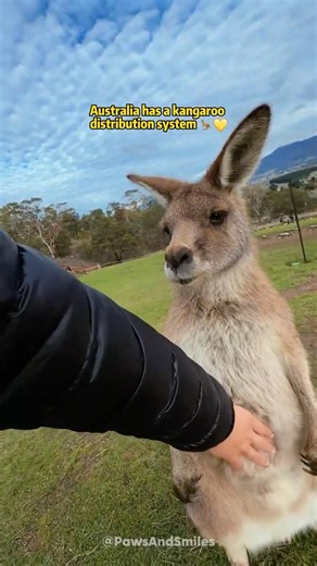 the cat distribution system looks a bit different in Australia#animals #australia #kangaroo #foryou