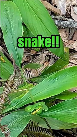 POV: You go on a jungle hike with your girlfriend