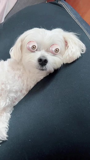 Adorable Maltese Dog with Big Eyes