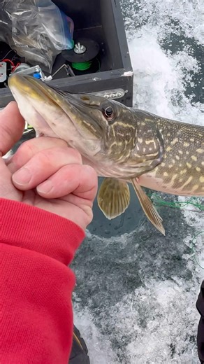 Ice Fishing Northern Pike