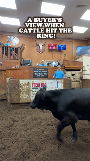 Ever wonder what order buyers see from the front row? Every buyer has orders to fill, and weight is only part of it. Structure, flesh, breed, how they’ll travel and more all come into play. More buyers = more competition in the ring, helping your cattle bring all they can! Cattlemen's Livestock Market: Working for Ranchers Since 1950 📍 3305 US 92 E., Lakeland, FL 📞 863-665-5088 🔗 https://www.cattlemenslivestockmarket.com/