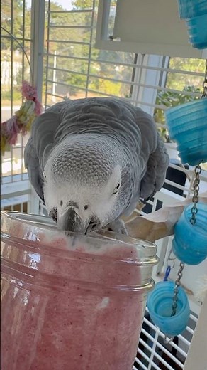 Clean your parrots cage in seconds! This tool makes life with a parrot easier!
