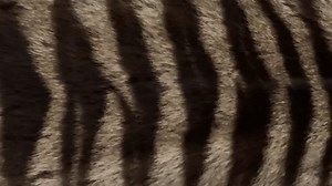 Tasmanian Tiger Thylacine Skin On Museum Stock Footage Video (100% Royalty-free) 3592907203 | Shutterstock