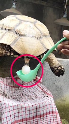 The turtle gave birth to beautiful little babies #shortsvideo