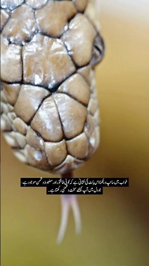 What Snake Dreams REALLY Mean (Spiritual) - Dreaming of Snakes? The Islamic Interpretation