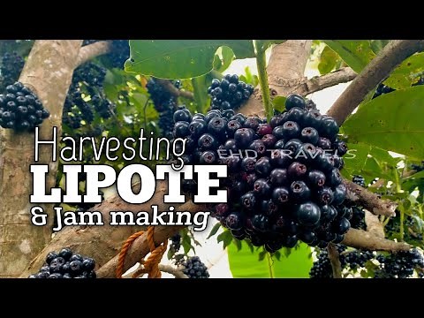 Philippine native tree| Lipote Harvesting