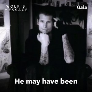 1.1M views · 178 reactions | Join renowned medium Suzanne Giesemann to uncover a message of unity, purpose, and healing in Wolf’s Message: Two Worlds. One Heart. This documentary will challenge what you believe about life, death, and who we really are. | Gaia | Facebook