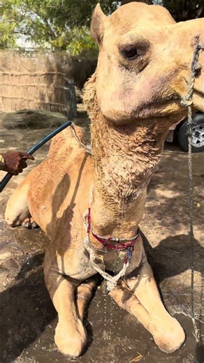 Camel taking bath Amazon like 👍 video #camels #animaks #animals