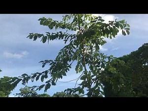Growing Bagras Tree: The Philippine Rainbow Eucalyptus Tree
