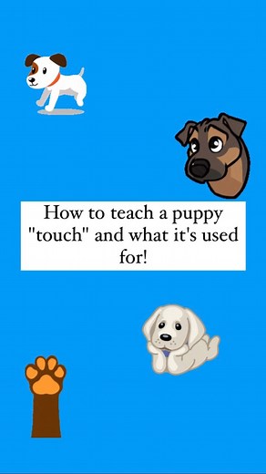 109 reactions | Teach every dog the “touch” cue! #dogsofinstagram #dogoftheday #puppiesofinstagram #dogtrainingismypassion | Lucky Dog Training Club | Facebook