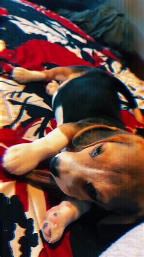 She’s pretty cute #puppylove #puppytiktok #beaglesoftiktok @Jennifer🏳️‍🌈