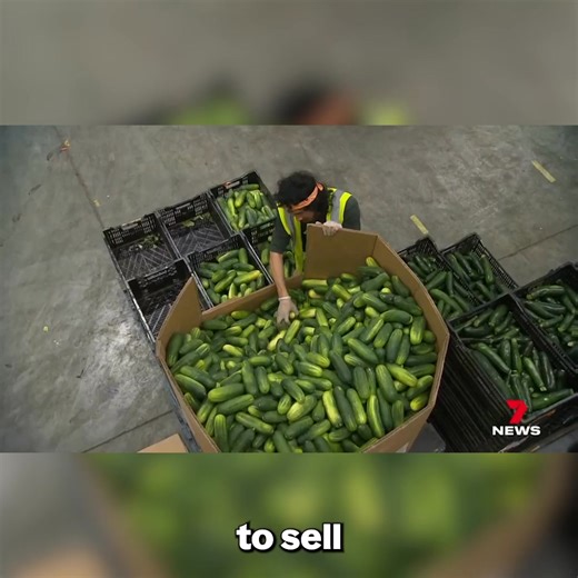 🎥 Did you see us on 7 news?? 🎥 Thank you to @7newsaustralia for discussing the unrealistic beauty standards set by supermarkets. Ugly avocados, pockmarked zucchinis, and crooked asparagus are just a few examples of perfectly imperfect fruits and veggies that are often rejected! Join us in the fight against food waste by trying a box today, with a 100% money-back guarantee on your first order.⁠ www.farmerspick.com.au | Farmers Pick