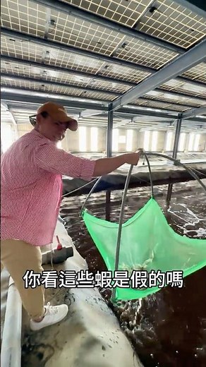 室內養蝦，你以為很難？國外早就養到翻掉了！#白蝦 #蝦仁 #室內養殖 #海鮮 #美食