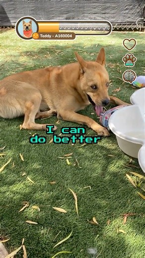 New Quest: Help Teddy Pick a Toy