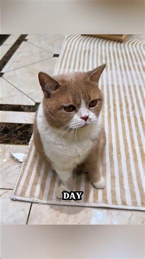 Why This Sad Cat Refused To Move All Day 🤫📸