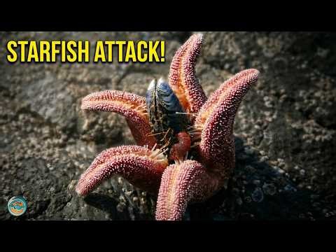 Why Starfish Are Sea Predators in Disguise