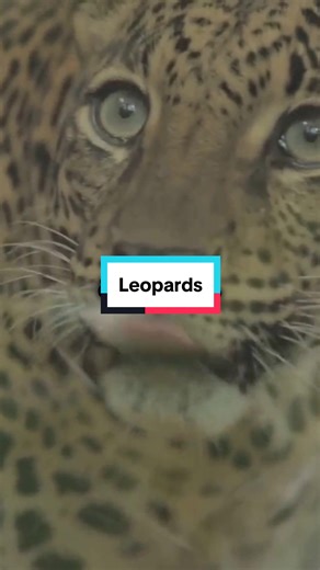 Discover the fascinating world of leopards, the most widely distributed big cat species across Africa and Asia! #Leopards #BigCats #WildlifeConservation #NocturnalHunters #EndangeredSpecies #Wildlife #AnimalKingdom #WildlifeFacts #cute #animal #cuteanimals #fyp #foryou #facts #animalsoftiktok #viral #trending