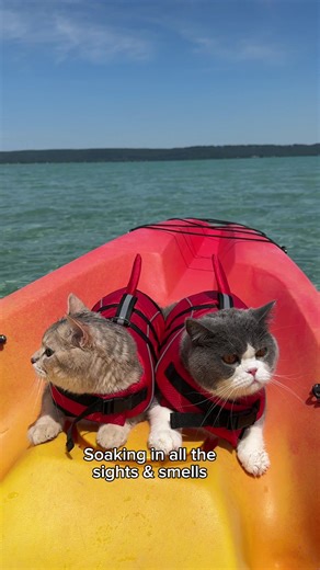 Kayaking Adventures with Cats on Glen Lake