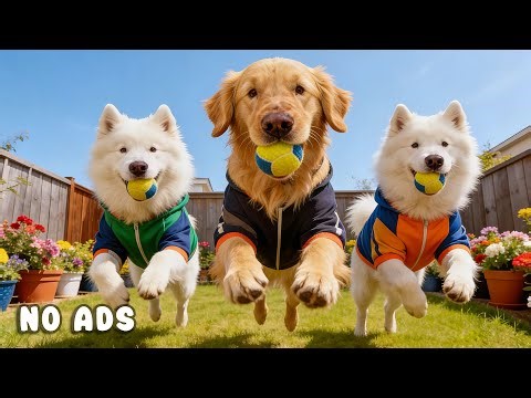 24 Hours of Dog TV for Dogs to Watch 🐕🎶 Soothing Sounds for Running Dogs & Gentle Calm 🌿🐾