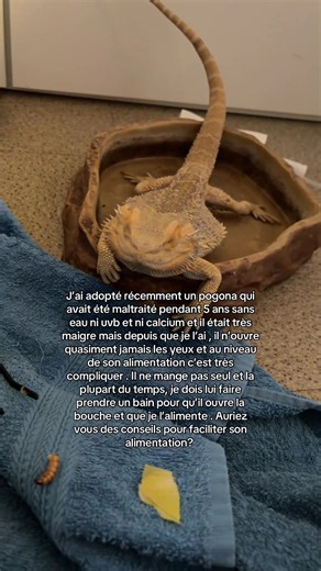 Comment nourrir un pogona maltraité qui n’ouvre pas les yeux