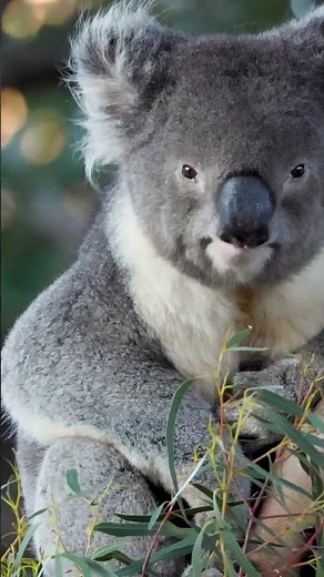 KOALA 🐨🍃🌳 - fascinating facts about koalas 🐨 💚
