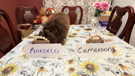 Kilo’s Football Prediction for Tomorrow: AFCON Match Insights