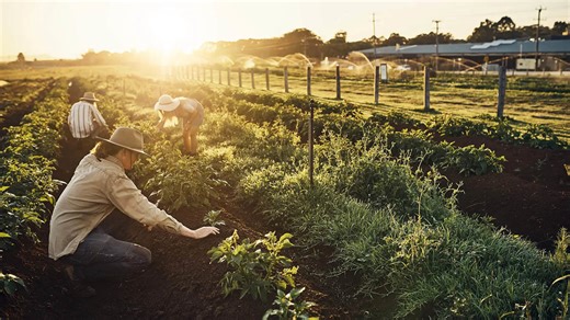 Study Reveals Unexpected Impact of Decades-Long Organic Farming