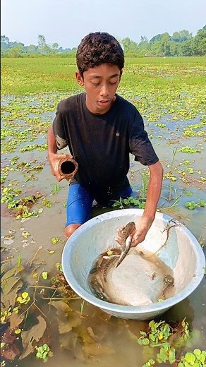 Fishing in Lotus Swamp – Boy Catching Fish with Traditional Bamboo Trap #villagefishing #fishtrap