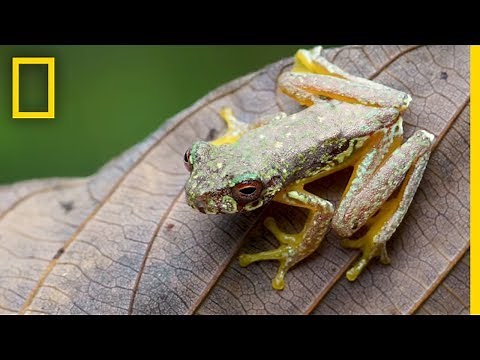 Capturing Endangered Frog’s Song | Short Film Showcase