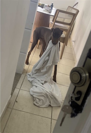 amo tanto esse serzinho 😩❤️‍🔥 #cachorro #doberman #fy
