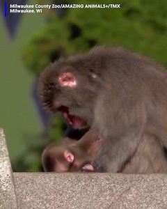 2.5K views · 27 reactions | A zoo welcomed this adorable new baby Japanese macaque monkey! | Cleveland 19 News | Facebook