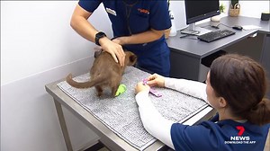 717K views · 3.6K reactions | EXCLUSIVE: A miracle cat has soaked up all its nine lives after getting trapped inside the family's washing machine. Pablo, the Burmese kitten, spun around on a cold cycle for almost an hour yet somehow survived. Read more: https://tinyurl.com/y2jktt55 #7NEWS | 7NEWS Sydney | Facebook