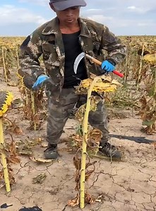 734K views · 10K reactions | Admire the fruits of agriculture - Harvest agricultural products | Narowal1 News | Facebook